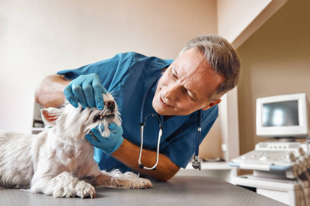 Best Emergency Treatment for Dental Infections or Abscesses in Ewa Villages, HI